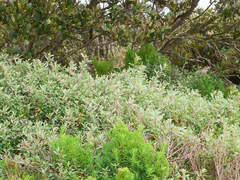 Atriplex paludosa paludosa