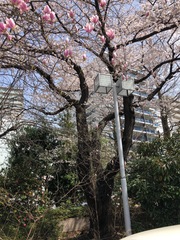 Prunus × yedoensis