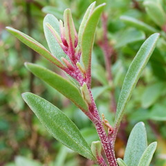 Atriplex paludosa paludosa