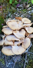 Armillaria socialis