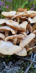 Armillaria socialis