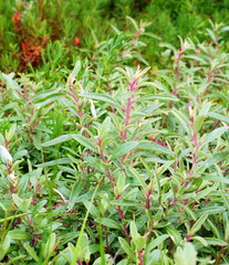 Atriplex paludosa paludosa