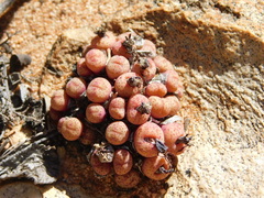 Conophytum truncatum