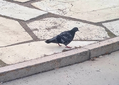 Columba livia domestica