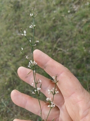 Asperula tenella