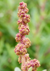 Atriplex paludosa paludosa
