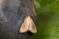 Achyra nudalis