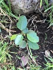 Hardenbergia violacea
