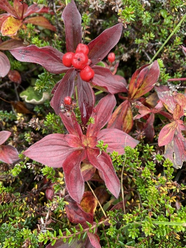 Western Bunchberry