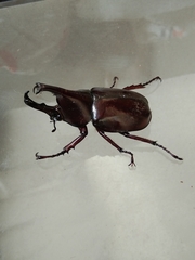 Xylotrupes gideon gideon