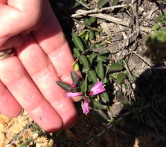 Rhinotropis californica