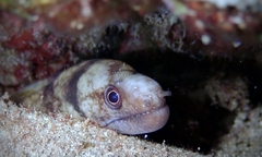 Gymnothorax gracilicauda