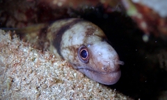Gymnothorax gracilicauda