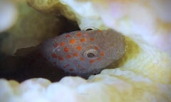 Hawaiian Orbicular Velvetfish photo 2