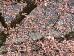 Prunus × yedoensis
