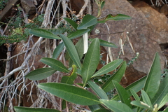 Olearia viscosa