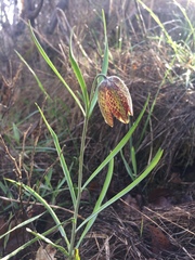 Fritillaria montana