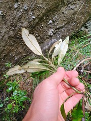 Brachyglottis laxifolia