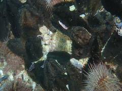 Pentacta doliolum