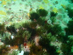 Pentacta doliolum