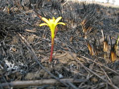 Cyrtanthus breviflorus