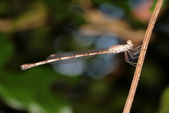 Indolestes tenuissimus