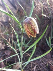 Fritillaria montana