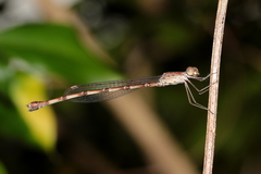 Indolestes tenuissimus