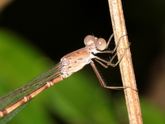 Indolestes tenuissimus