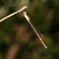 Indolestes tenuissimus