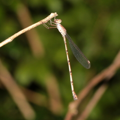 Indolestes tenuissimus