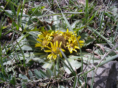 Inula rhizocephala