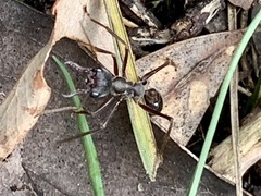 Myrmecia forficata