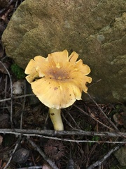 Cantharellus amethysteus