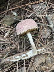 Boletellus ananas image