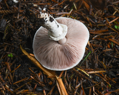 Agaricus diminutivus