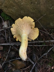 Cantharellus amethysteus