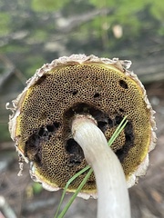 Boletellus ananas image