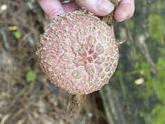 Boletellus ananas image