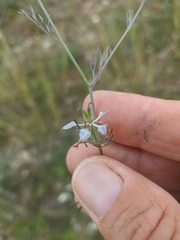 Nigella arvensis