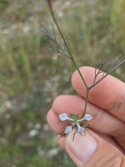Nigella arvensis