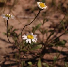 Felicia bergeriana