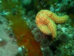 Thyone aurea