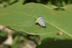 Arawacus leucogyna