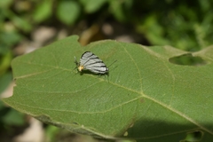 Arawacus leucogyna