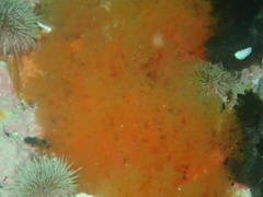 Thyone aurea