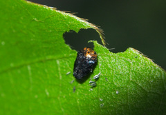 Trachys auricollis