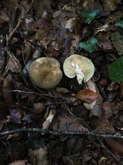 Lactarius fuliginosus