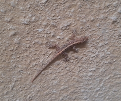 Cnemaspis mysoriensis