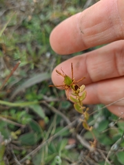 Hypericum linarioides
